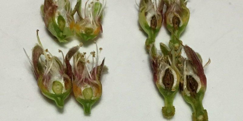 flor helada, impacto en el precio de la almendra californiana